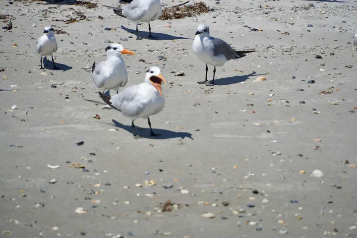 Space Coast photo