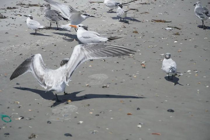 Space Coast photo