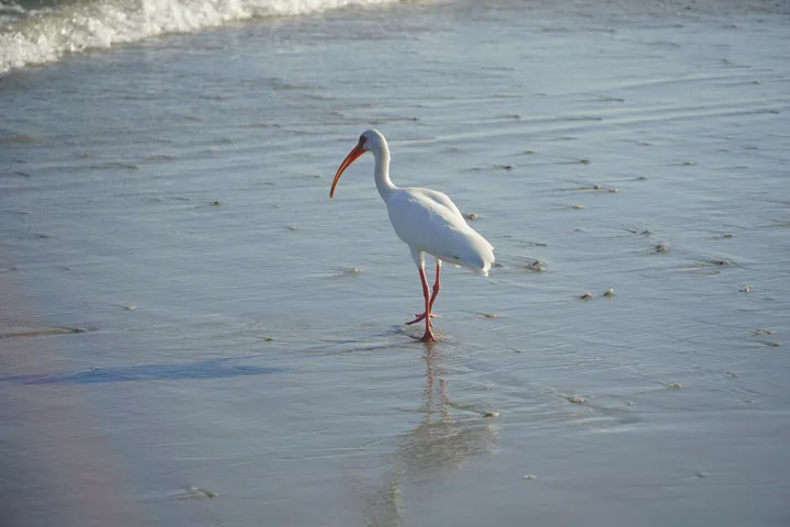 Space Coast photo