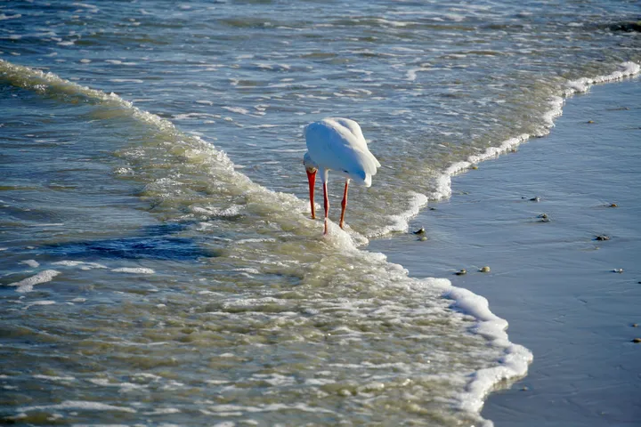 Space Coast photo