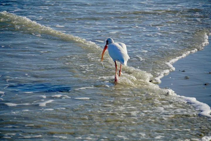 Space Coast photo