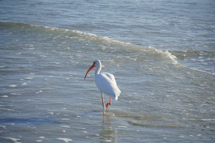 Space Coast photo