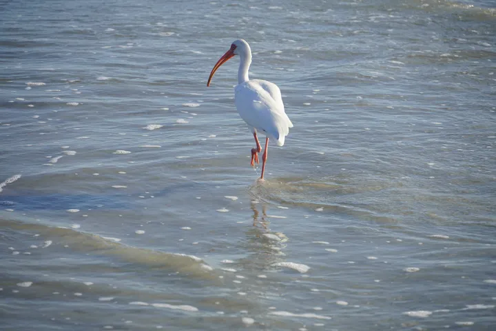 Space Coast photo