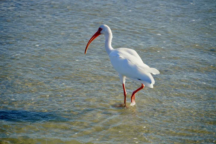 Space Coast photo