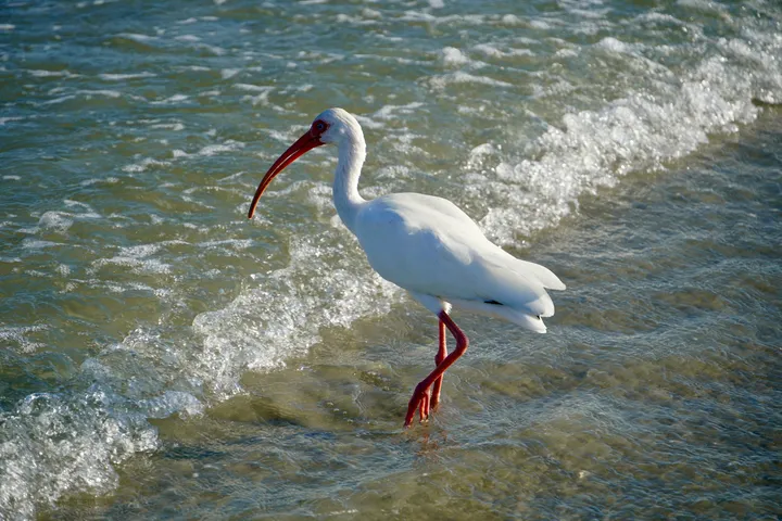 Space Coast photo