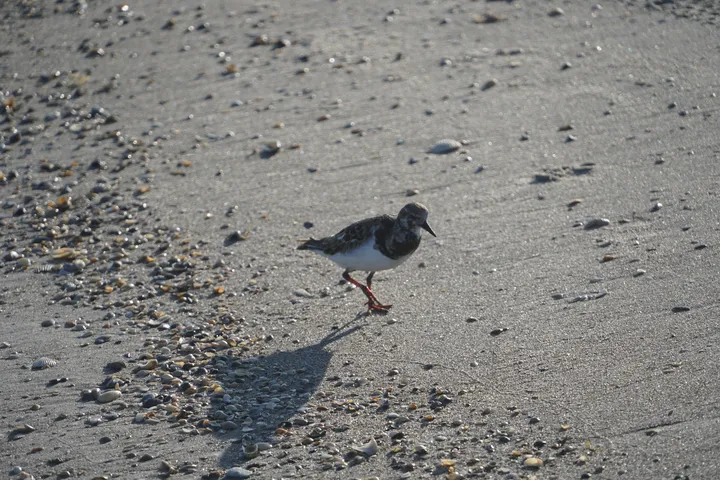 Space Coast photo