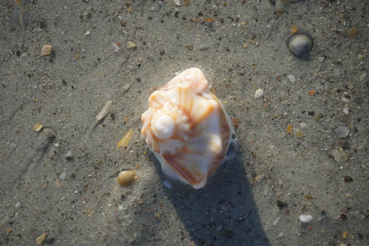 Space Coast photo
