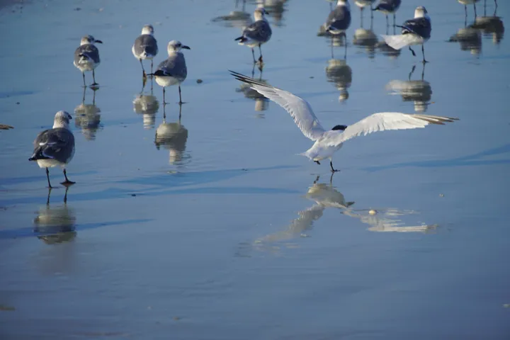 Space Coast photo