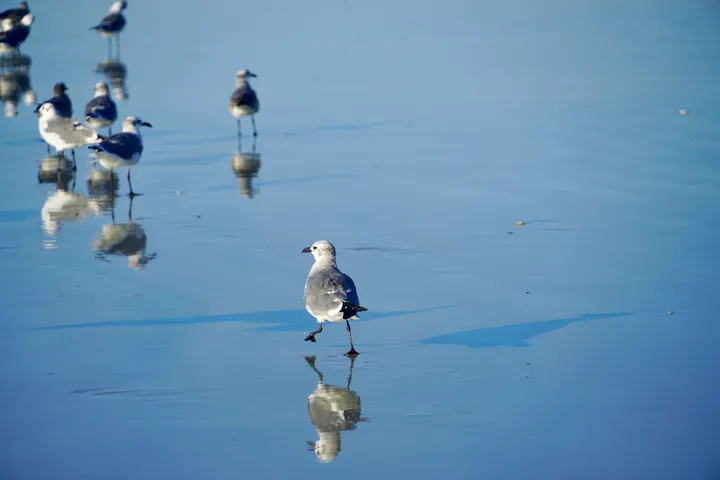 Space Coast photo