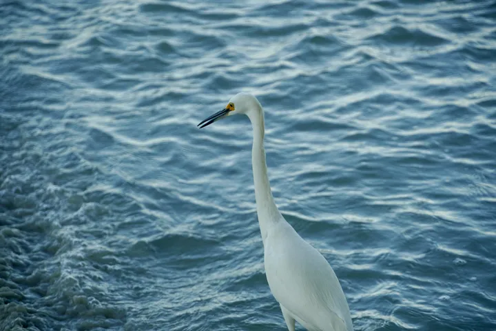 Space Coast photo