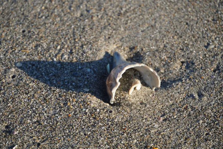 Space Coast photo