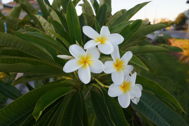 Space Coast photo