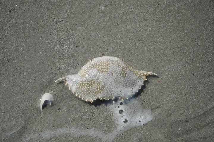 Space Coast photo