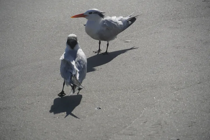 Space Coast photo