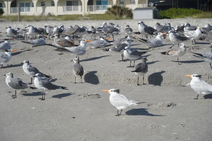 Space Coast photo