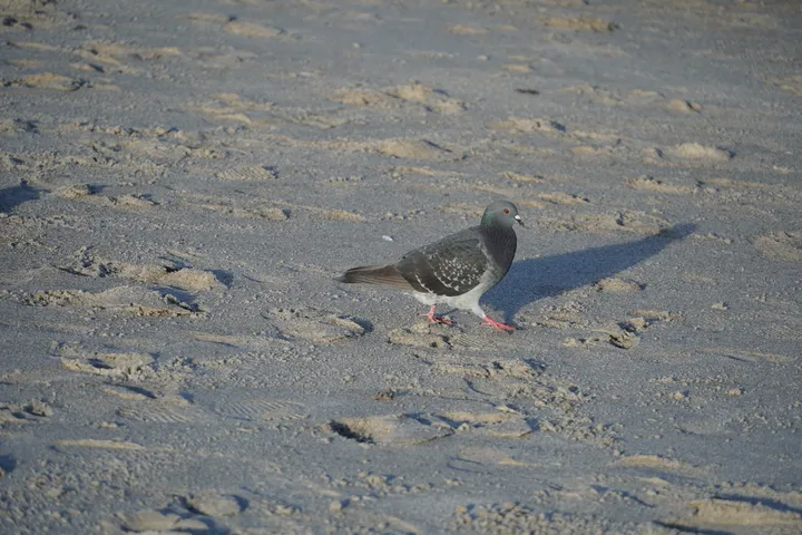 Space Coast photo
