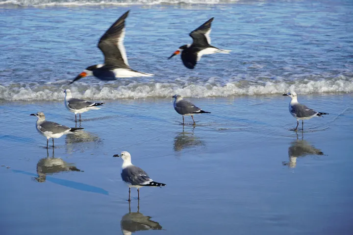 Space Coast photo