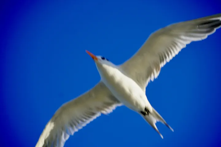 Space Coast photo