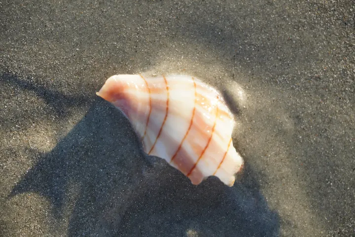 Space Coast photo