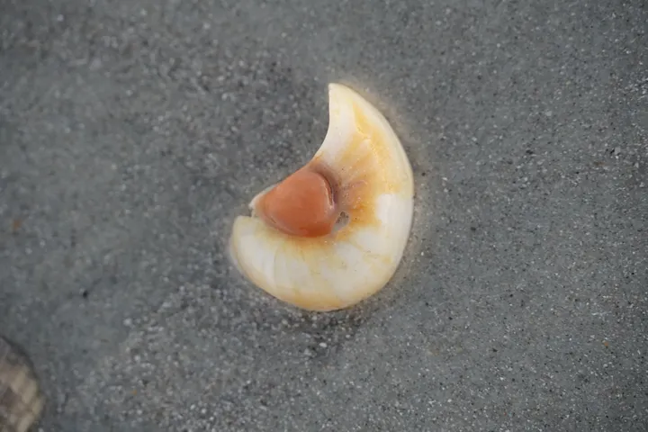 Space Coast photo