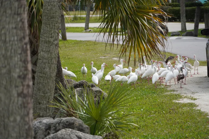 Space Coast photo
