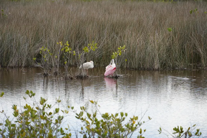 Space Coast photo