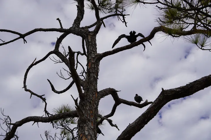 Space Coast photo