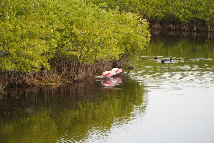 Space Coast photo