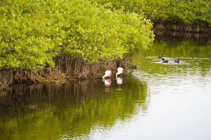 Space Coast photo
